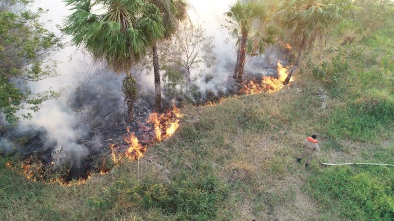 Incêndios castigam pantanal de Mato Grosso do Sul