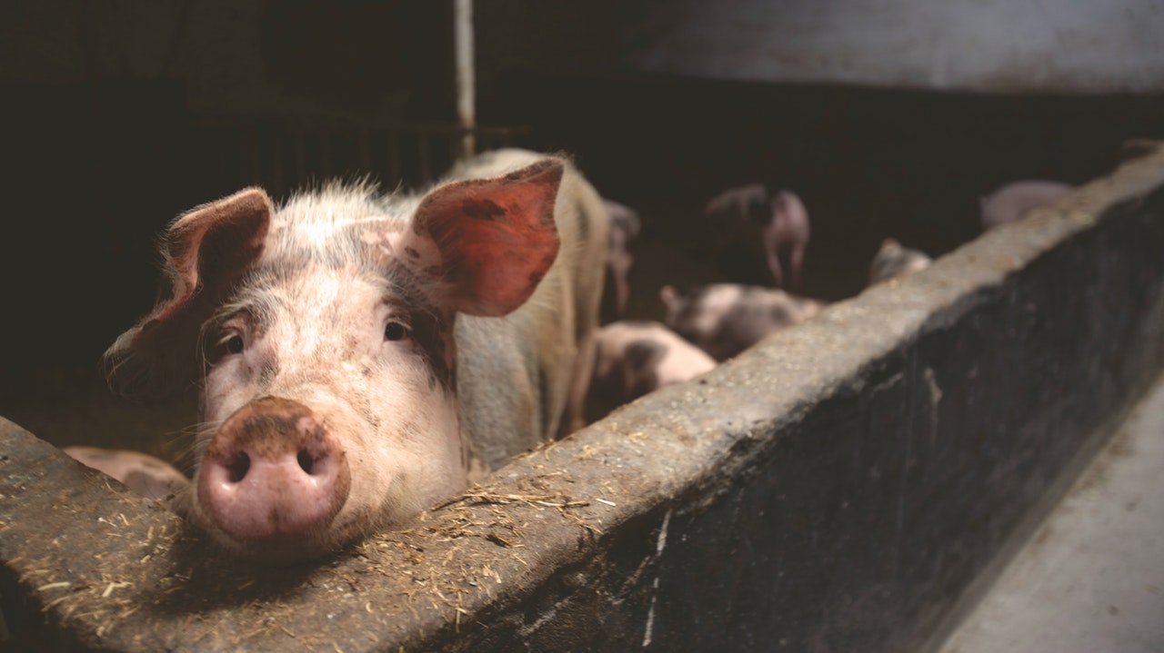 Preço das carnes de frango e porco deve aumentar