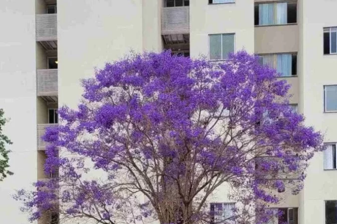 Floração dos jacarandás encanta os brasilienses antecipando a primavera