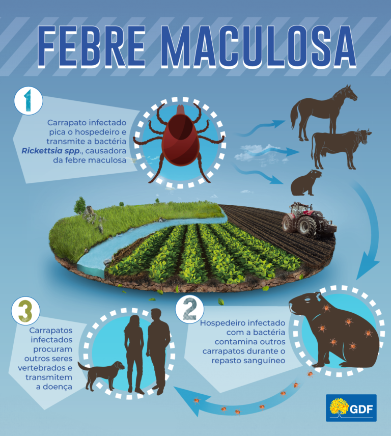 Tudo o que você precisa saber sobre a febre maculosa