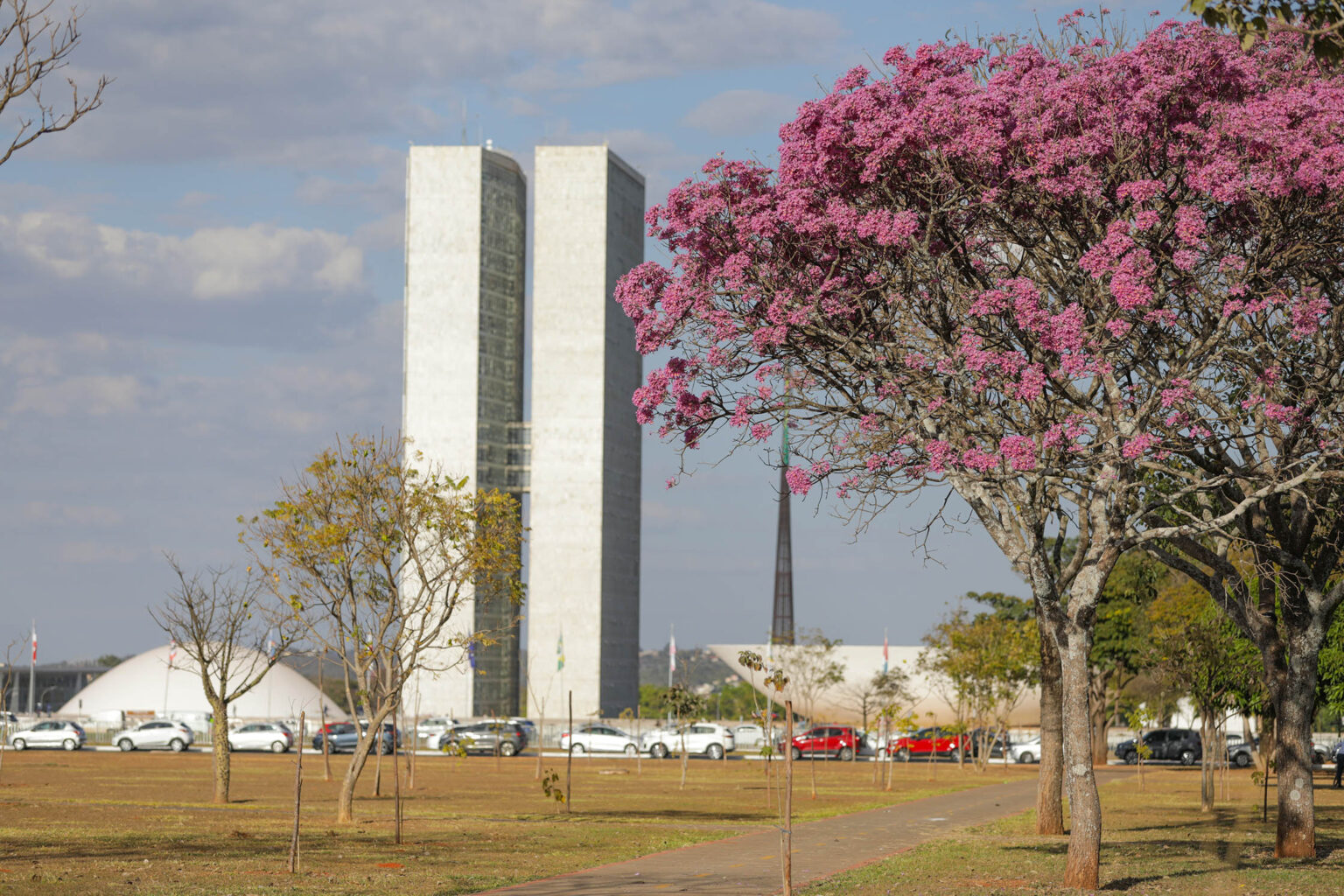 Em fenômeno raro, ipês roxos florescem pela segunda vez este ano no DF