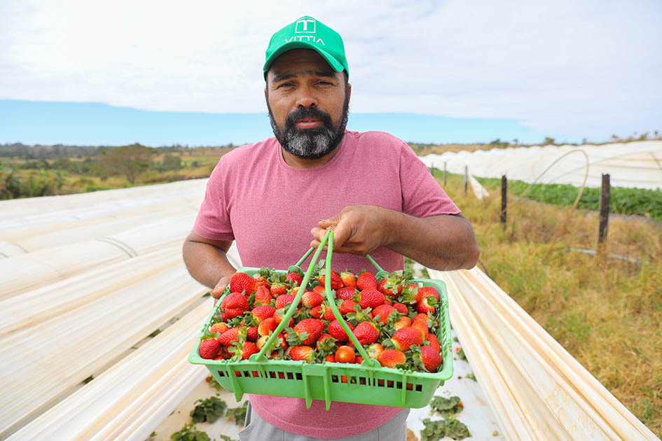 Temporada do morango em Brazlândia impulsiona produção e economia do DF