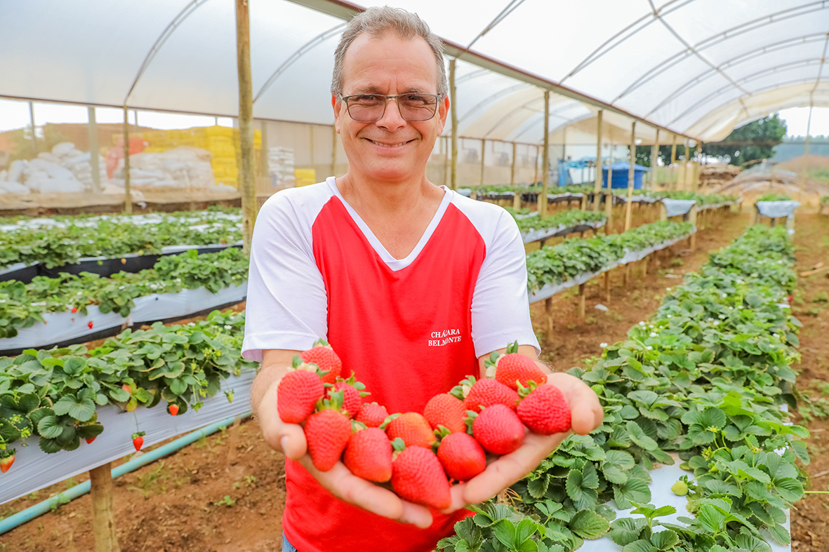 Brazlândia receberá cerca de 500 mil pessoas na Festa do Morango