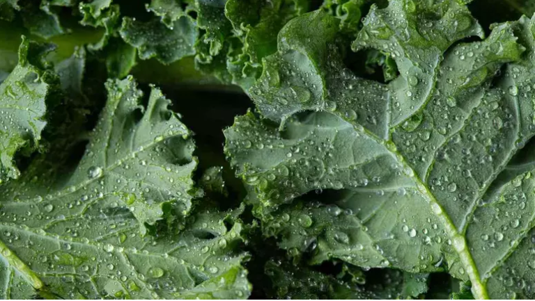 Couve: confira 6 benefícios da hortaliça para a saúde