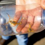 Saiba o que fazer em caso de acidente com escorpiões e como evitá-los