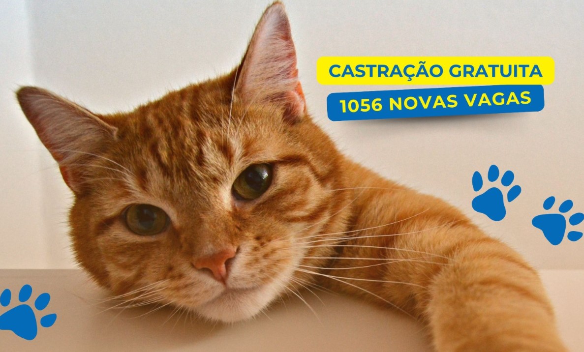 Campanha mensal de castração gratuita do GDF beneficiará 1.056 pets