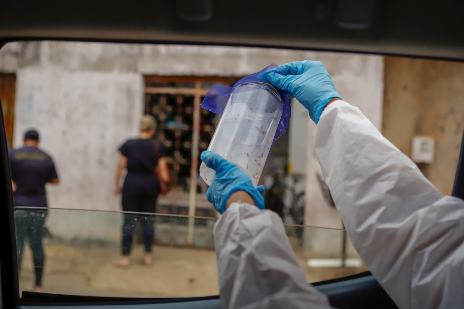 Wolbitos são soltos no Distrito Federal para ajudar no combate à dengue
