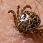Febre maculosa: Minas confirma mais duas mortes na Grande BH