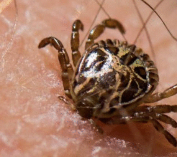 Febre maculosa: Minas confirma mais duas mortes na Grande BH