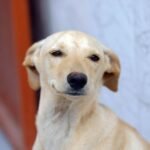 BRB inicia distribuição e pagamento dos cartões Ração e Castração