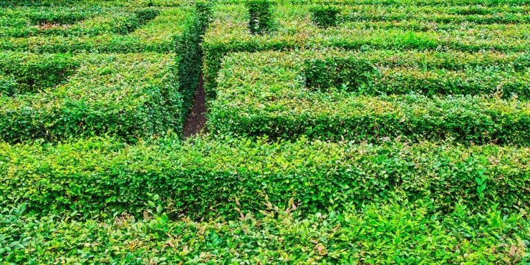 Limites Têm um Objetivo