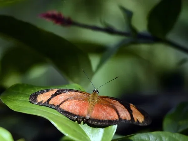 Conheça os encantos do borboletário do Zoológico de Brasília