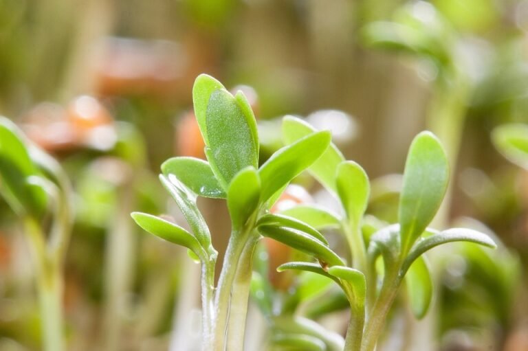 Boas raízes = bons frutos