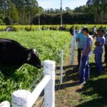 Circuito da Bovinocultura na AgroBrasília tem foco na produção de carne