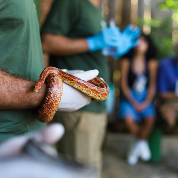 Abertas inscrições para estágio supervisionado obrigatório do Zoológico de Brasília