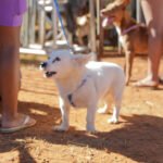 GDF na Sua Porta oferece 600 vagas para castração gratuita de cães e gatos em São Sebastião